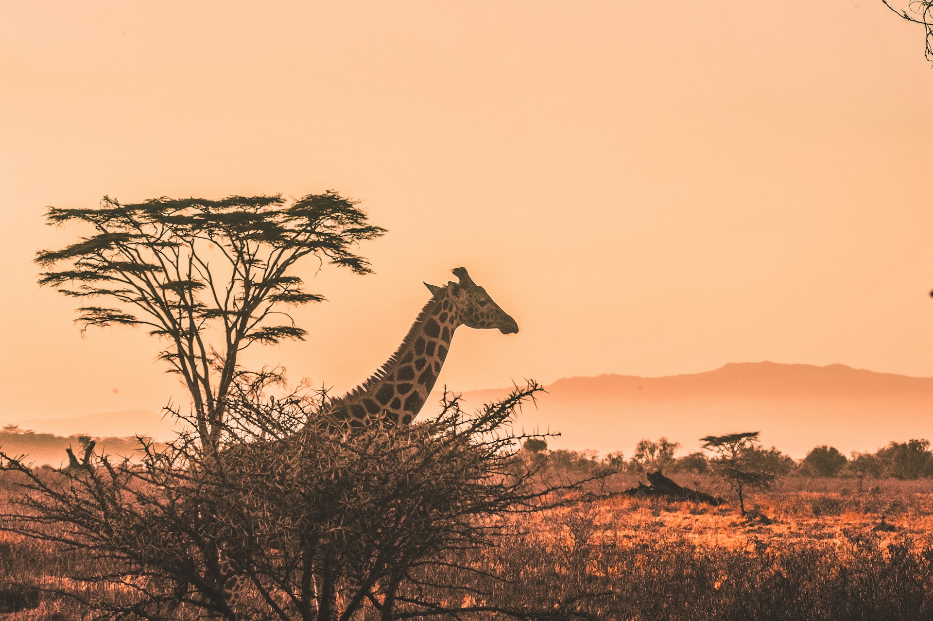 Meru National Park