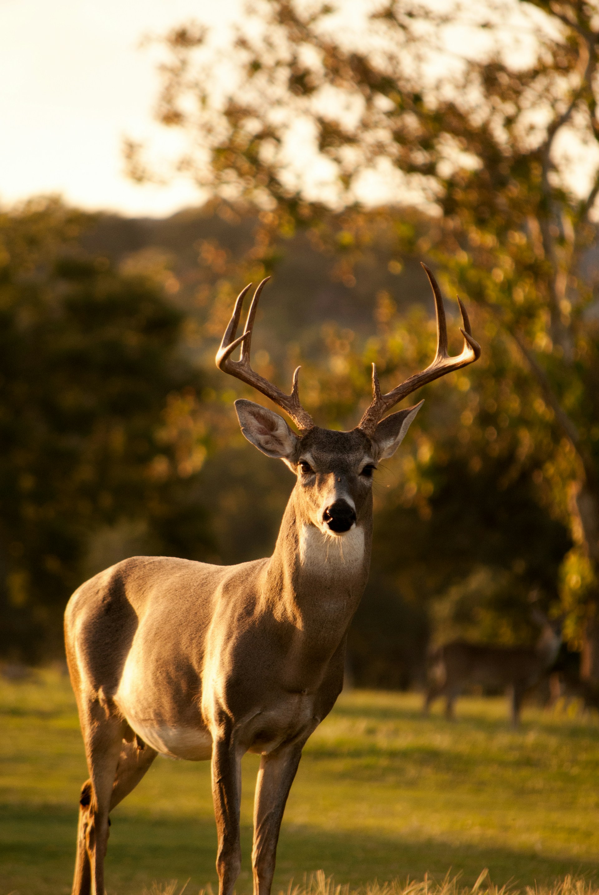 Kruger Big Five Safari