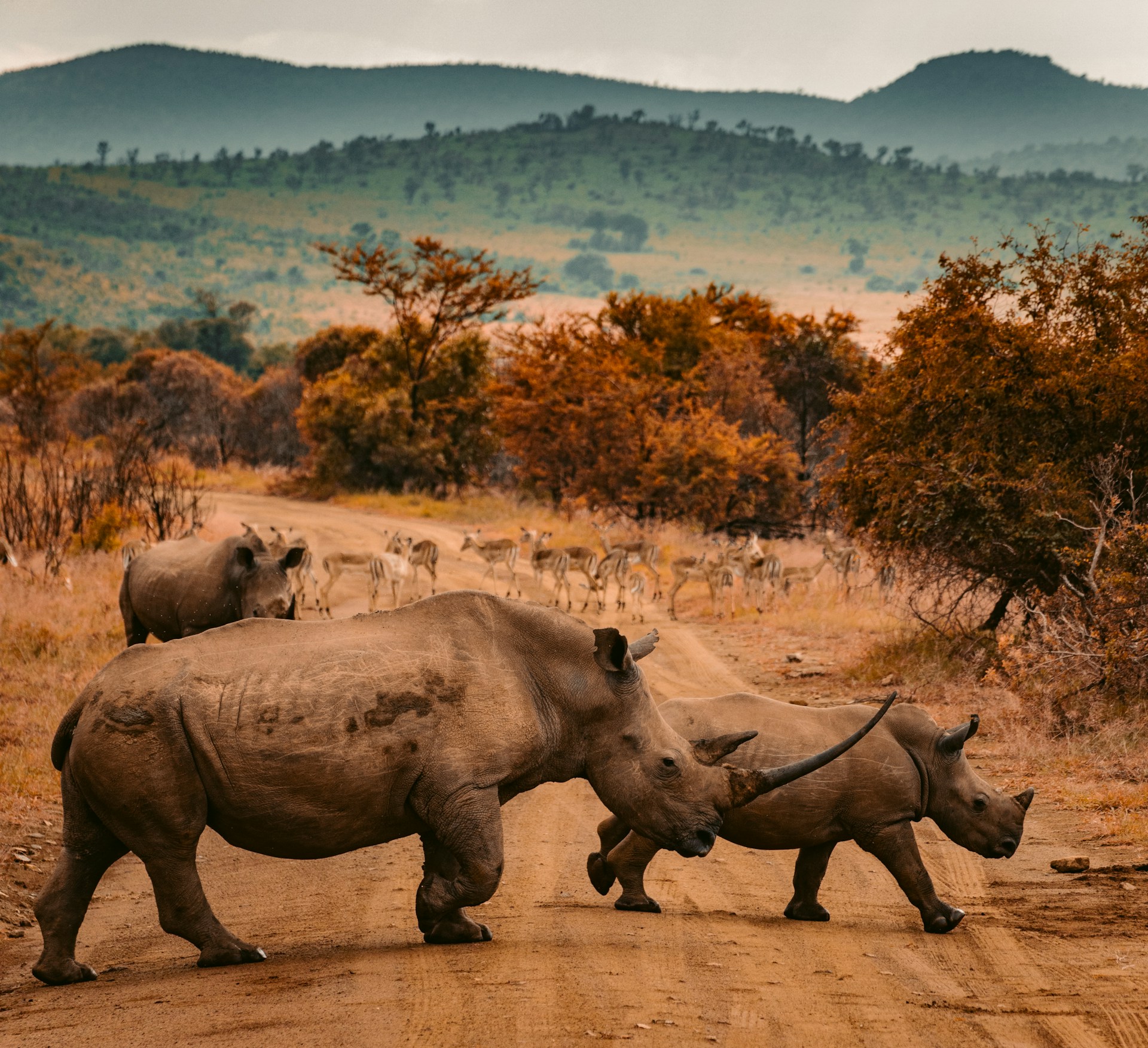 Masai Mara Migration Experience